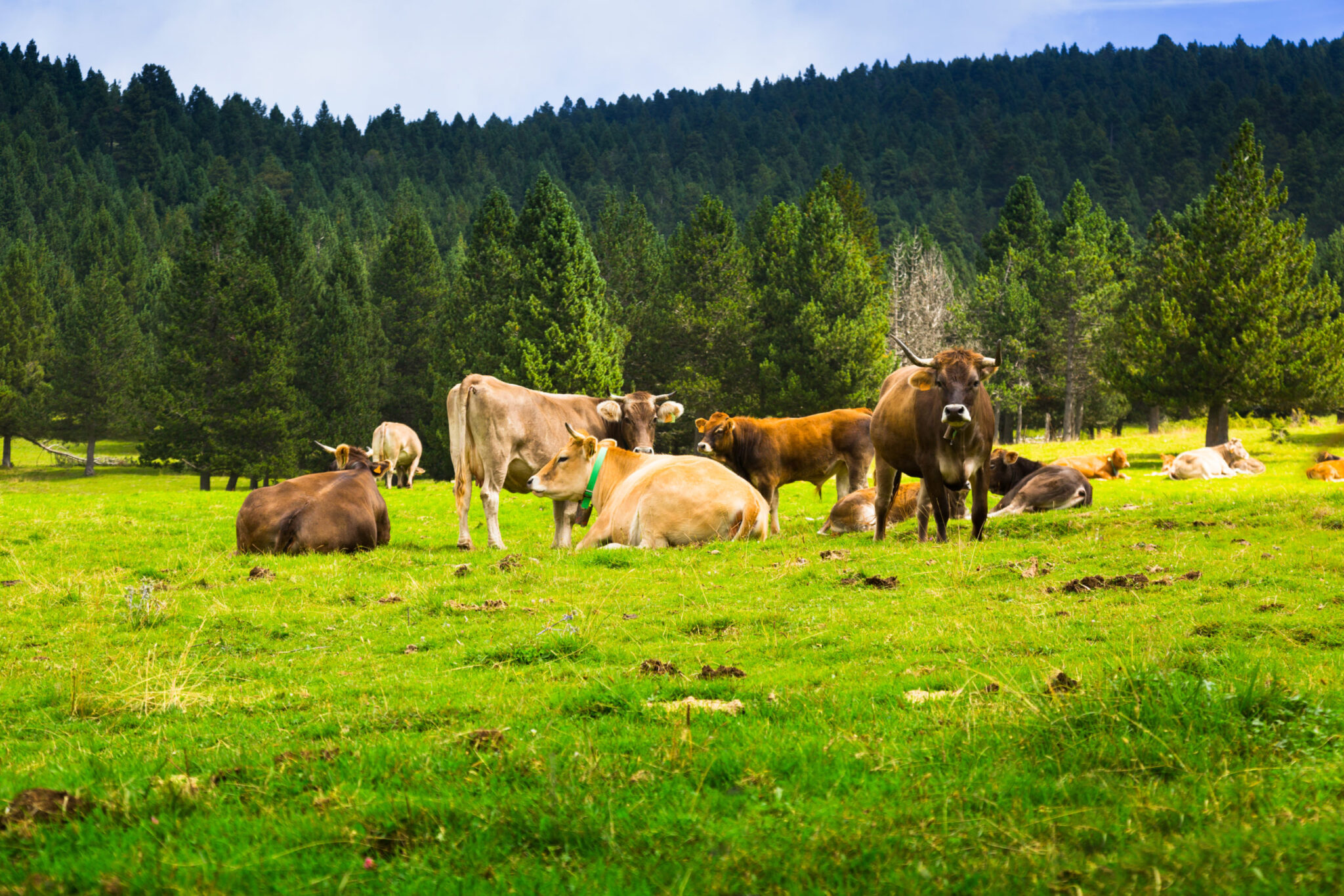 vacas pastando