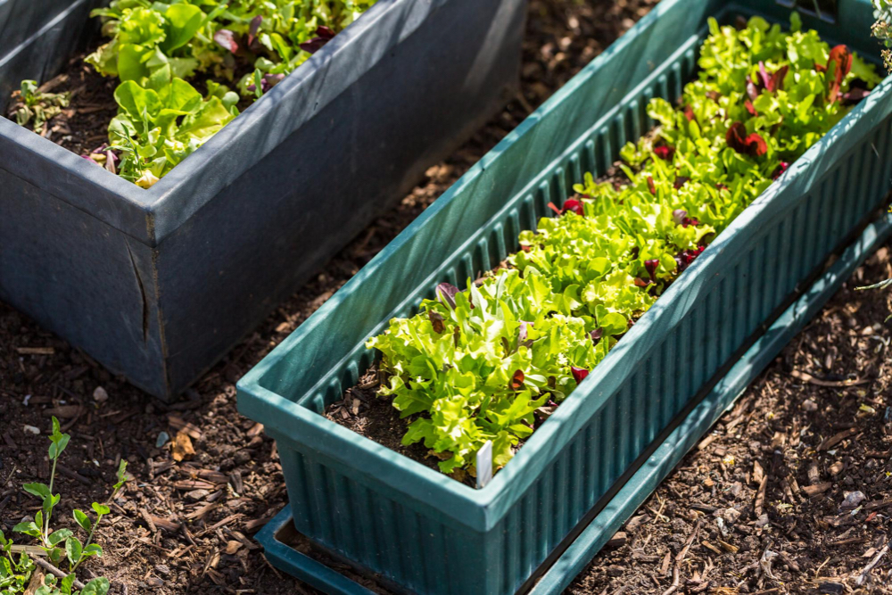 jardines comunitarios vecinos