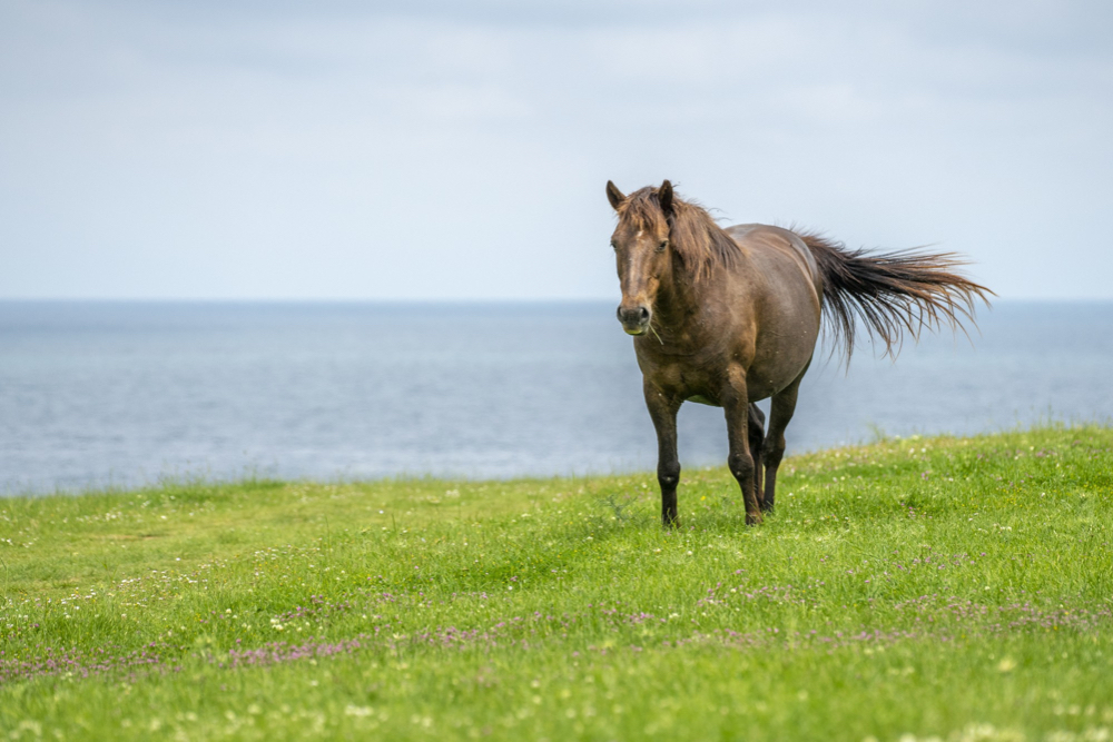 caballo vicios ocultos