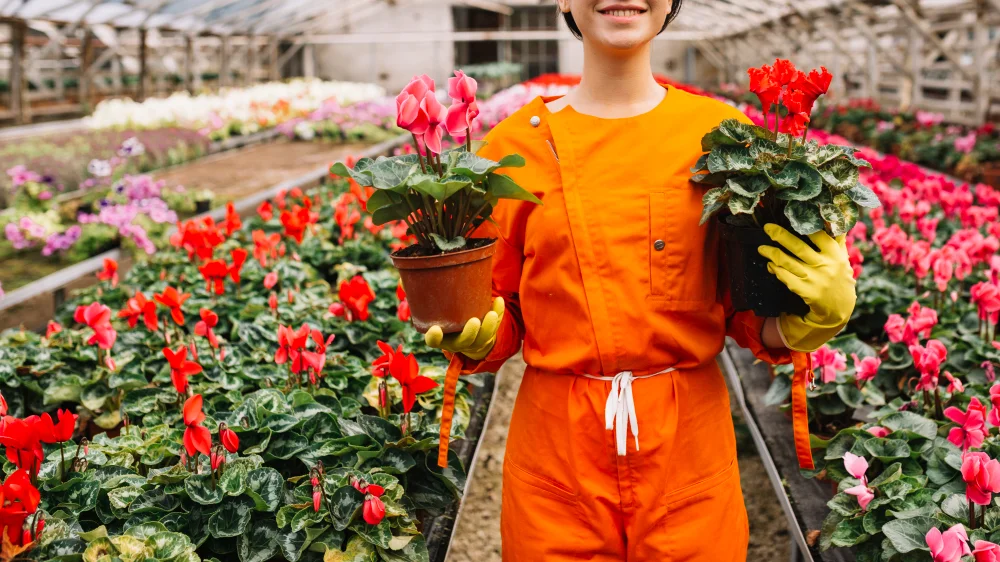 cómo limpiar el jardín ciclámenes