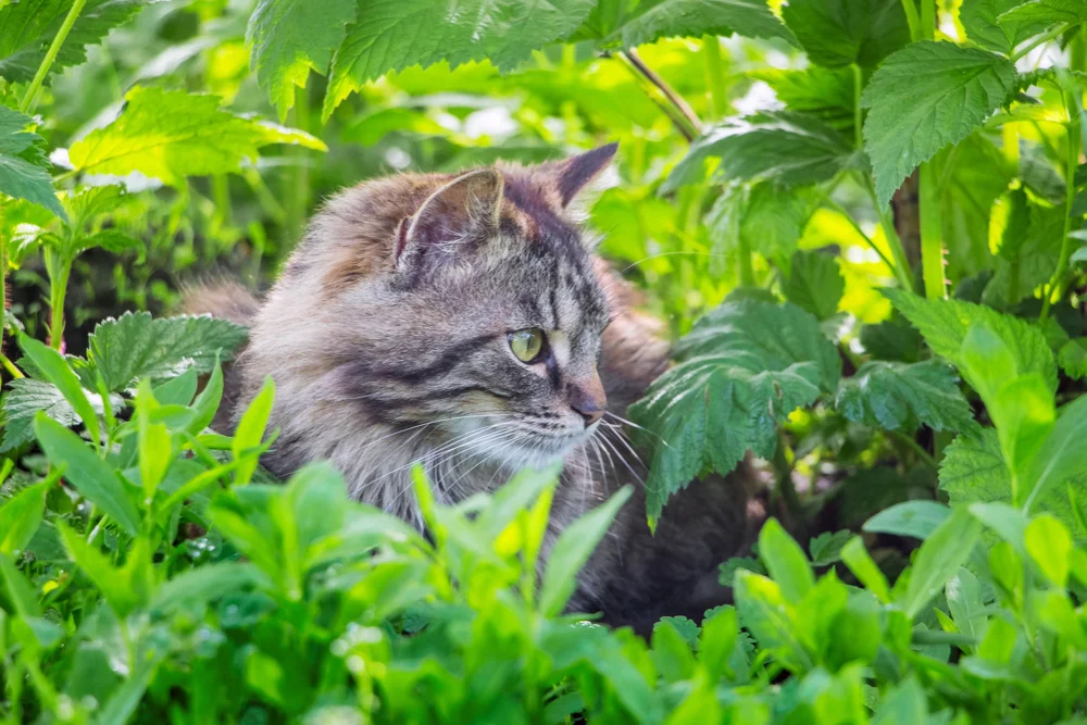 fauna en jardín público y privado