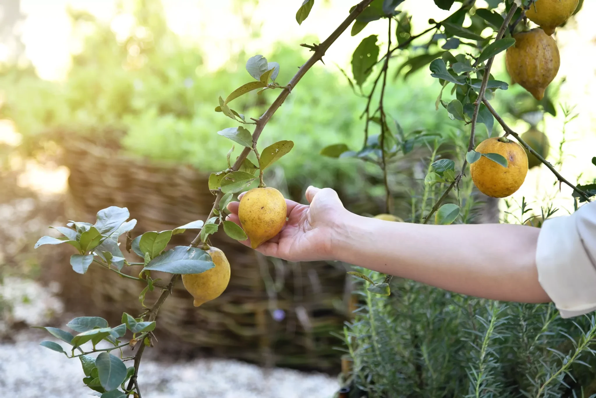 las ventajas de un experto en jardinería