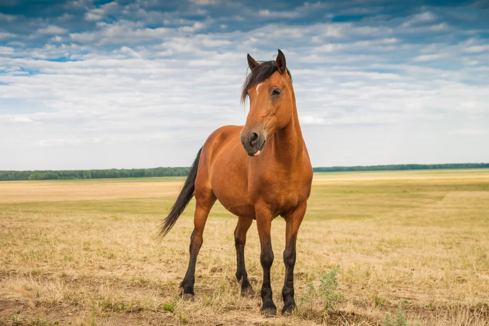 Compra de caballos