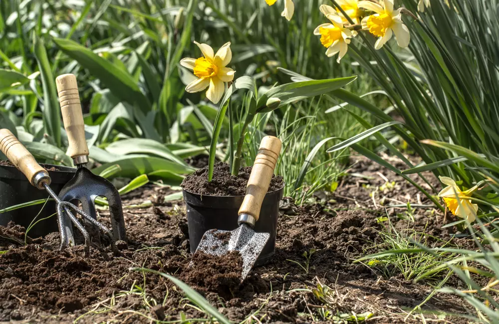 cómo crear un jardín desde cero