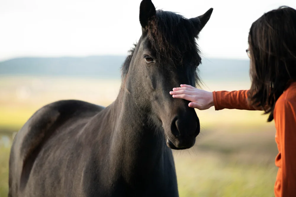 Venta de caballos