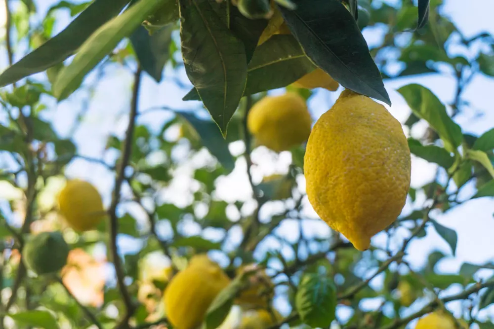 árboles frutales para jardín