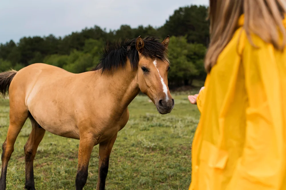 caballo