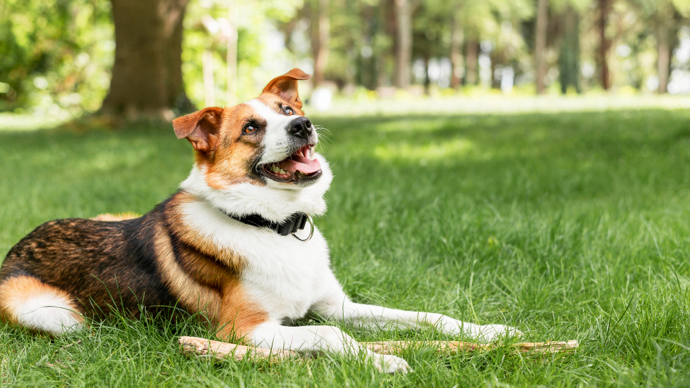 esterilización de perros