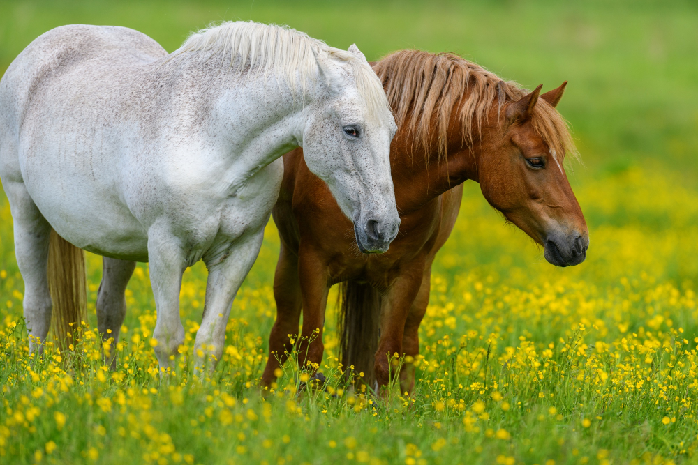 caballo nervioso