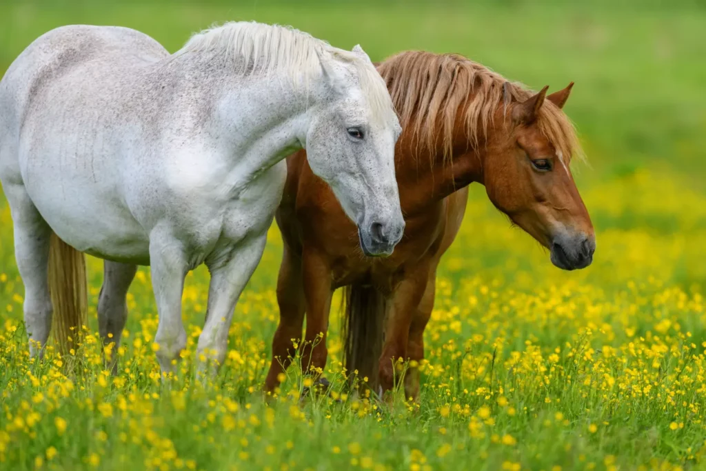 Compraventa de caballos