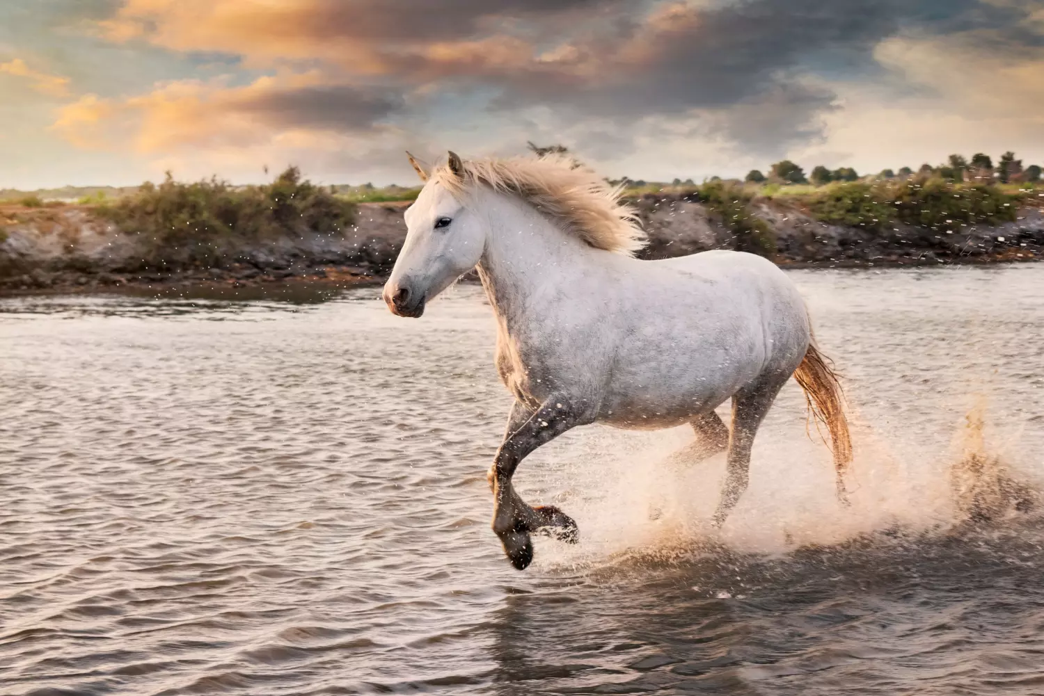 Compraventa de caballos