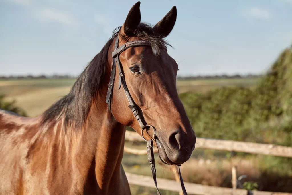 Tributación del caballo