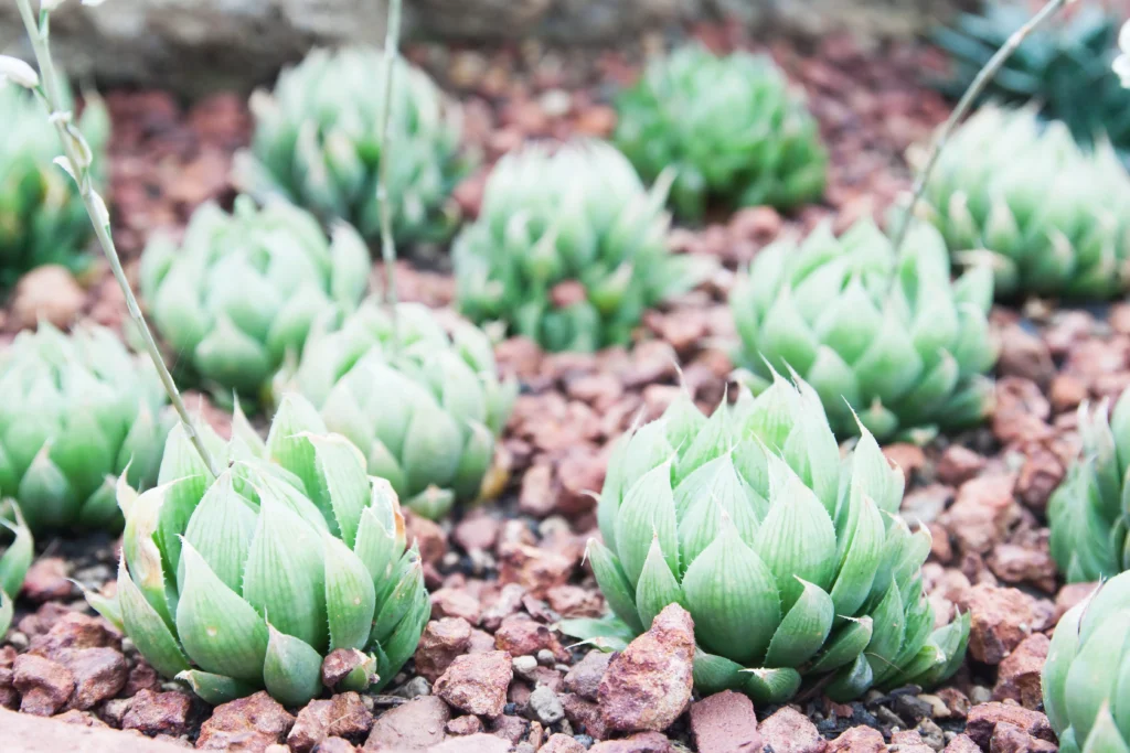 Plantas para jardín