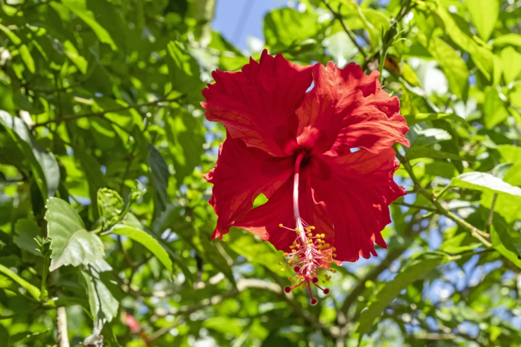 flor de hibisco