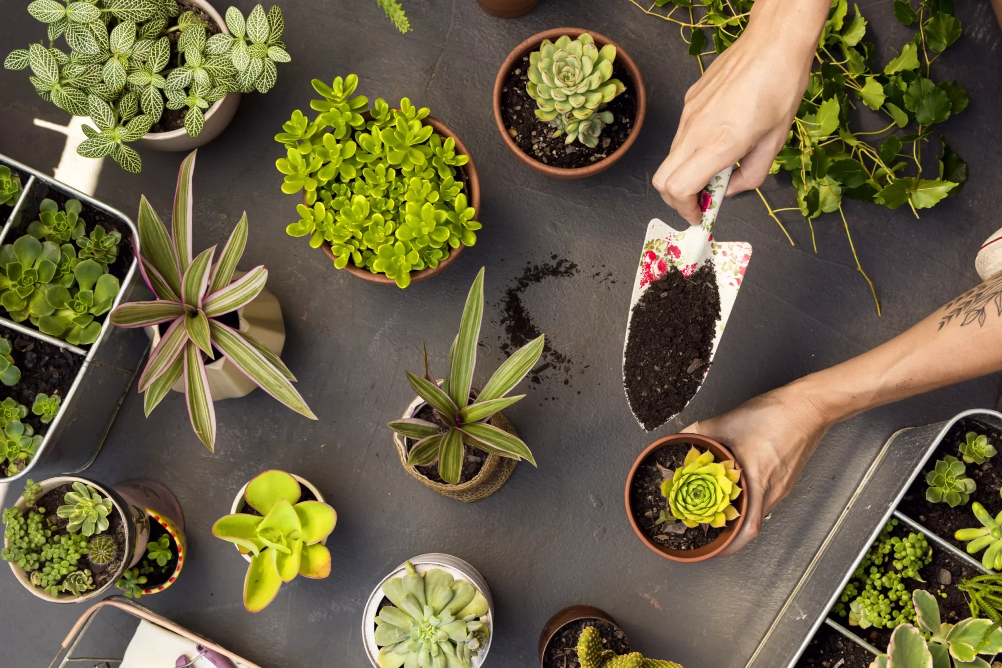 Plantas para jardín