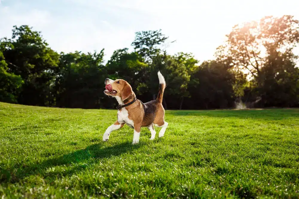 Leishmaniosis en perros