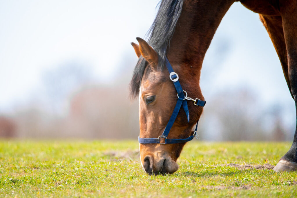 ¿Qué hacer si te roban el caballo?